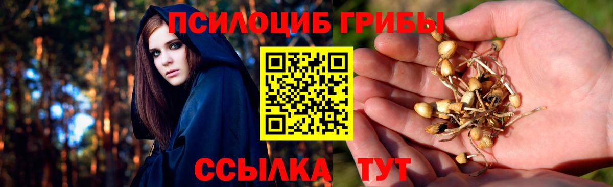 Псилоцибиновые грибы Psilocybe Петропавловск-Камчатский